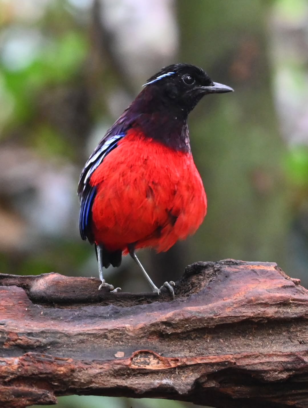 Black-crowned Pitta — Borneo wildlife, book, free download, jungle tour, bird, bird tour