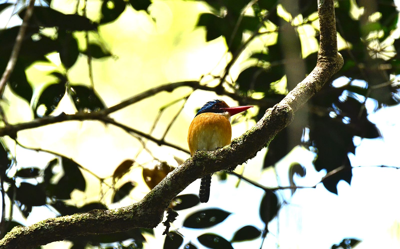 Banded Kingfisher — Borneo wildlife, book, free download, jungle tour, bird, bird tour