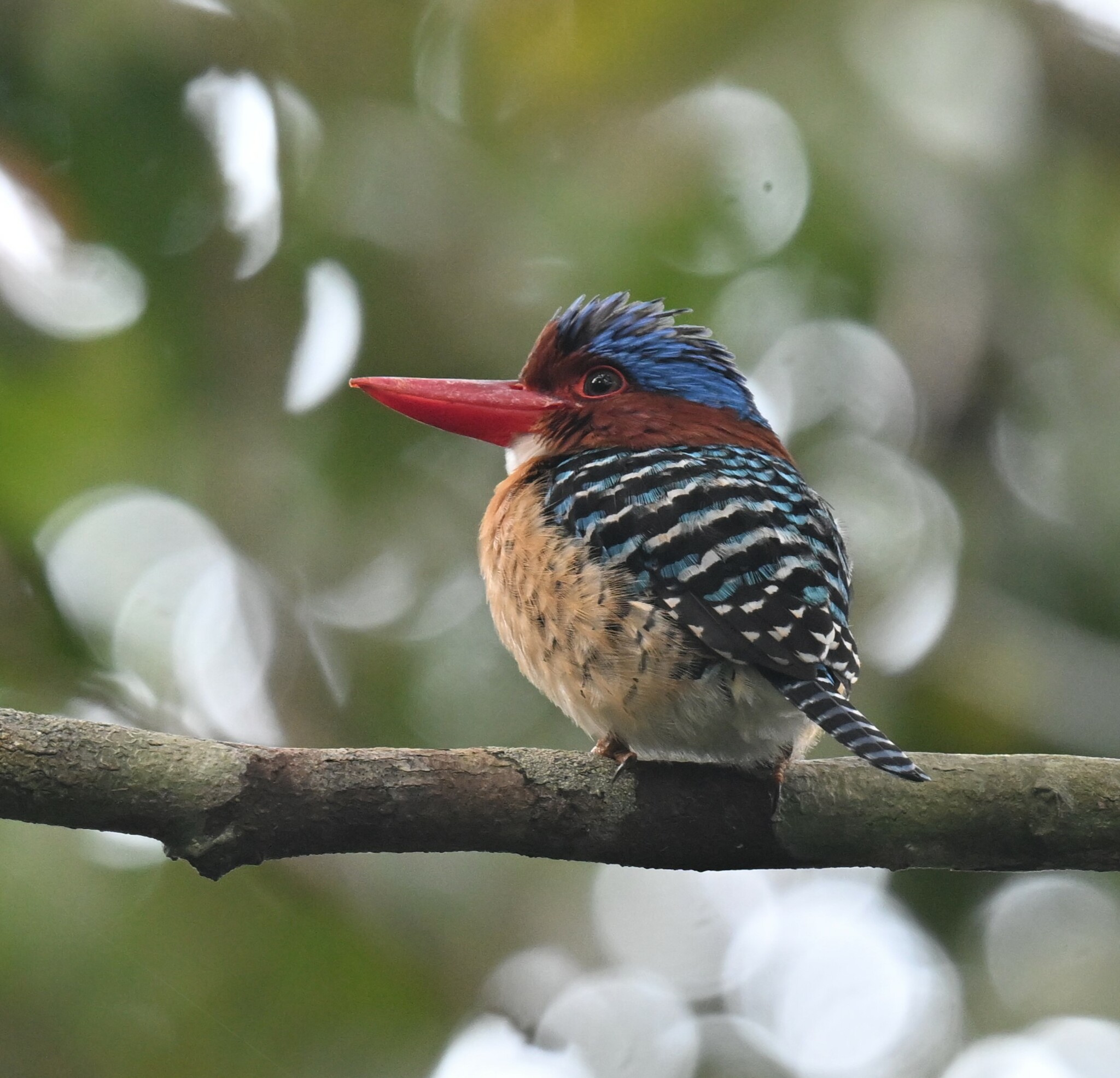 Banded Kingfisher — Borneo wildlife, book, free download, jungle tour, bird, bird tour