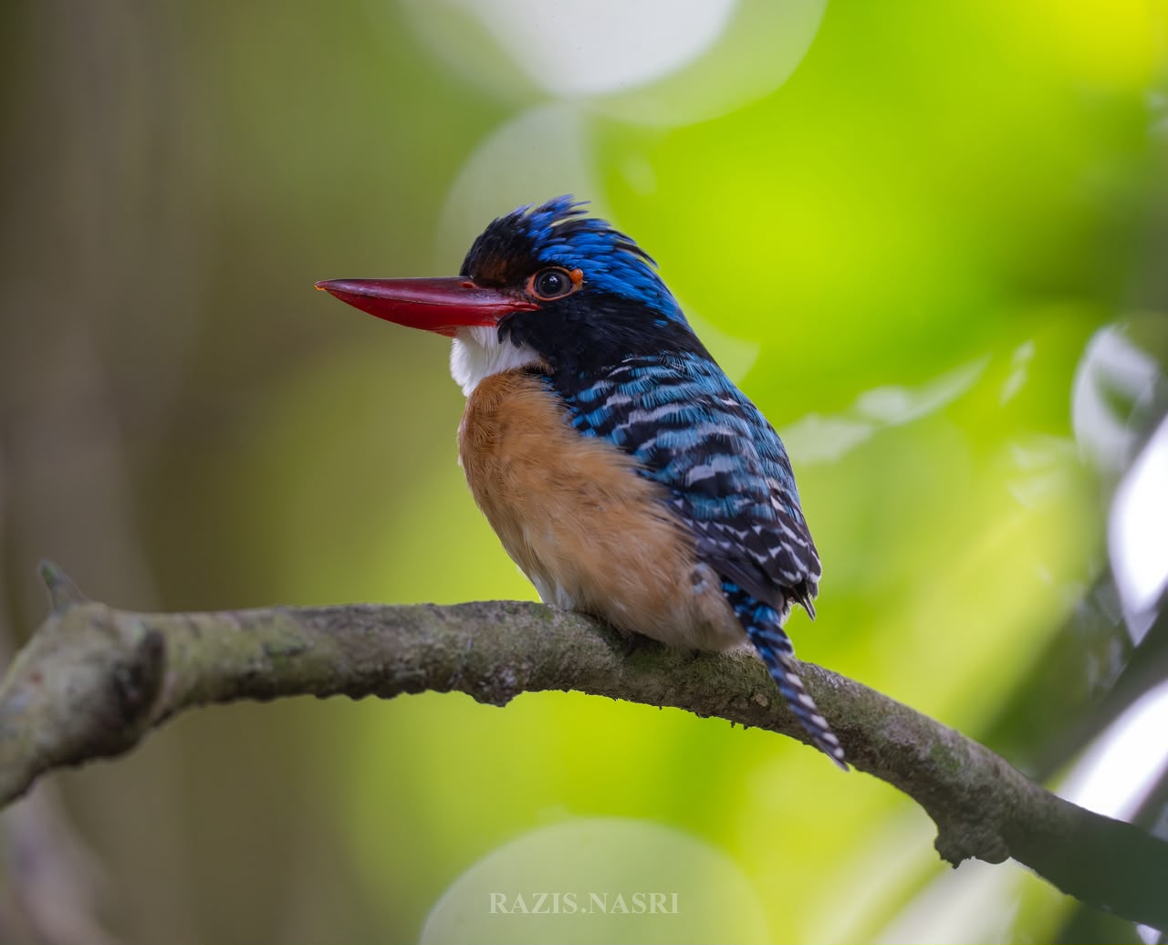 Banded Kingfisher — Borneo wildlife, book, free download, jungle tour, bird, bird tour