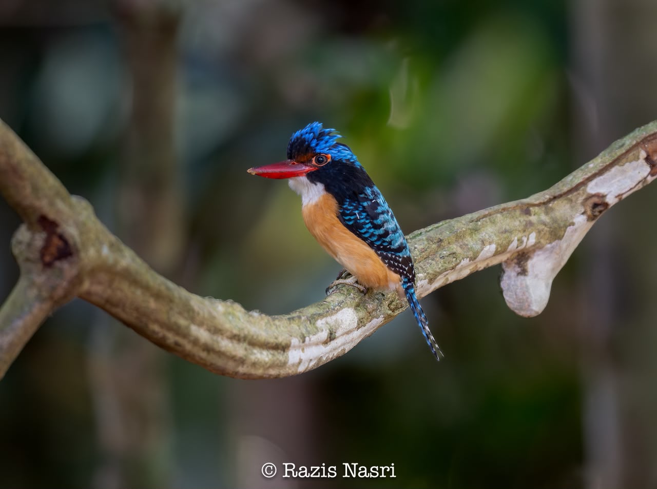 Banded Kingfisher — Borneo wildlife, book, free download, jungle tour, bird, bird tour