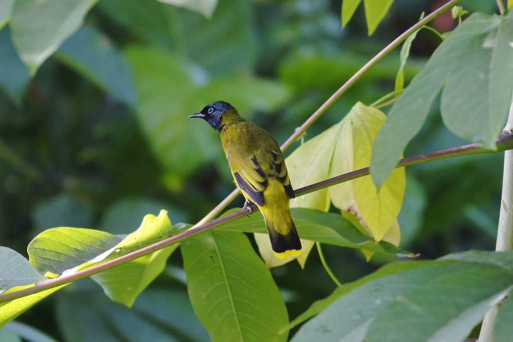 Black-headed Bulbul — Borneo wildlife, book, free download, jungle tour, bird, bird tour