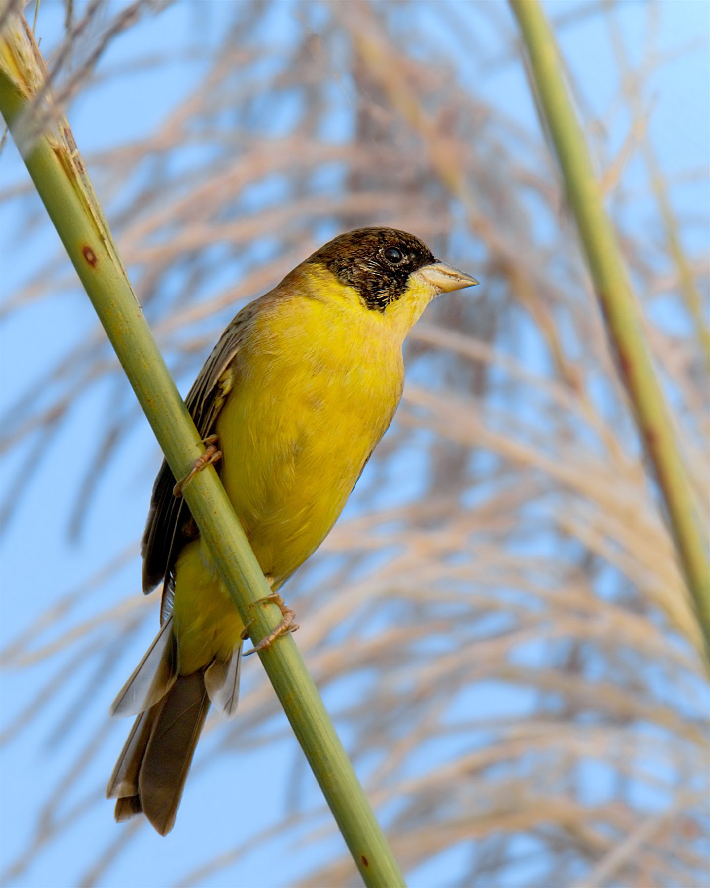Black-headed Bunting — Borneo wildlife, book, free download, jungle tour, bird, bird tour