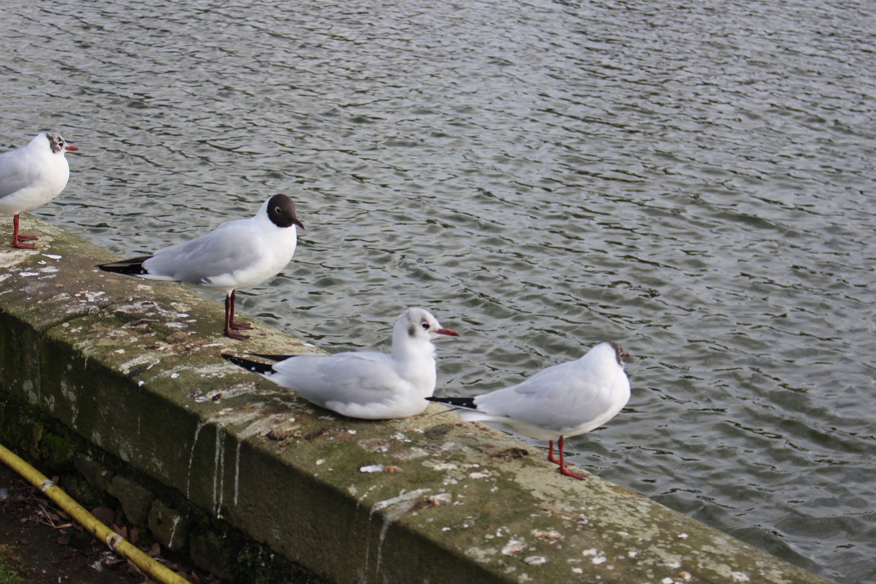 Black-headed Gull — Borneo wildlife, book, free download, jungle tour, bird, bird tour