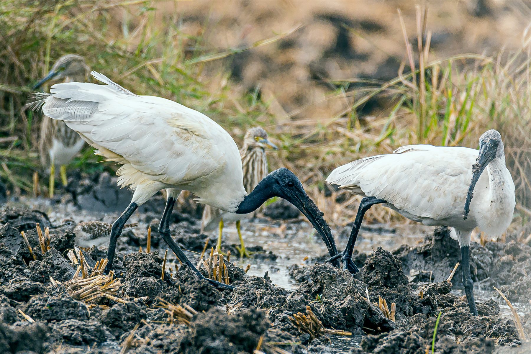 Black-headed Ibis — Borneo wildlife, book, free download, jungle tour, bird, bird tour