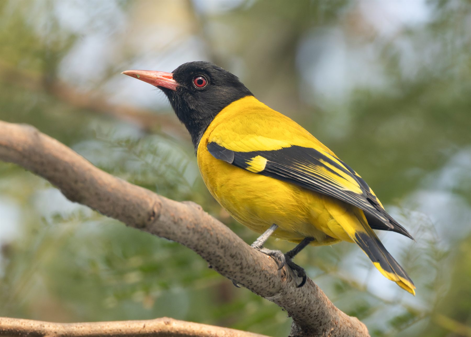 Black-hooded Oriole — Borneo wildlife, book, free download, jungle tour, bird, bird tour