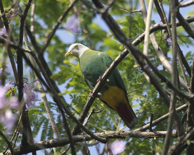 Black-naped Fruit-Dove — Borneo wildlife, book, free download, jungle tour, bird, bird tour