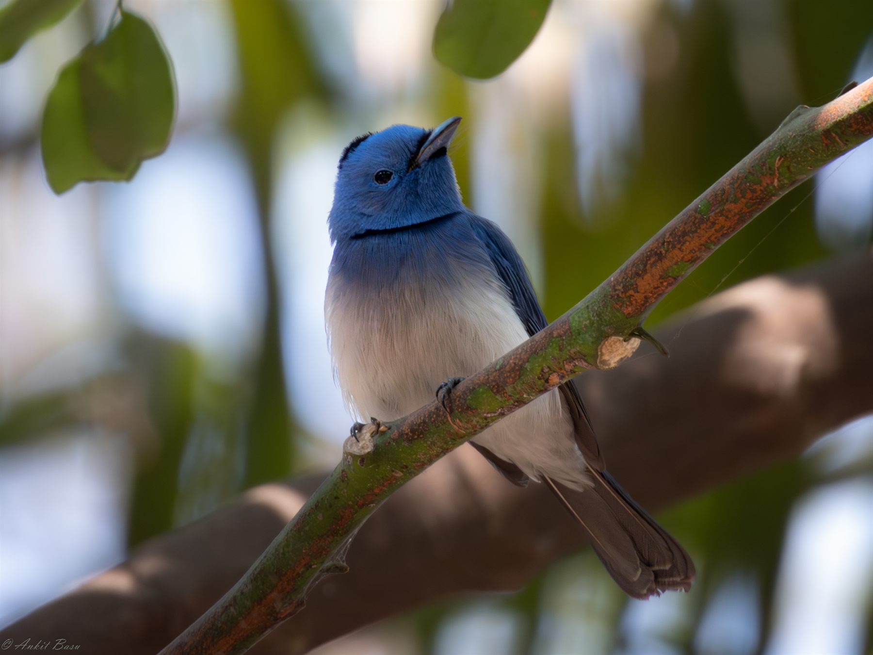 Black-naped Monarch — Borneo wildlife, book, free download, jungle tour, bird, bird tour