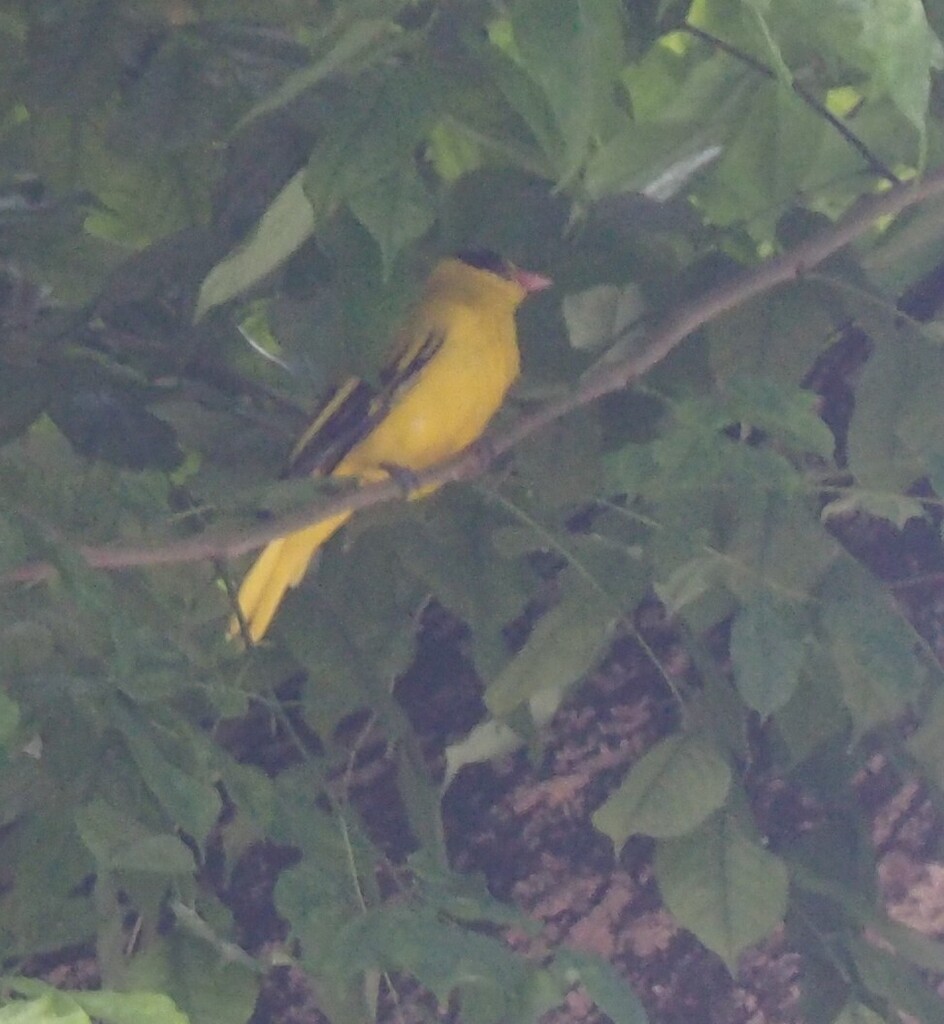 Black-naped Oriole — Borneo wildlife, book, free download, jungle tour, bird, bird tour