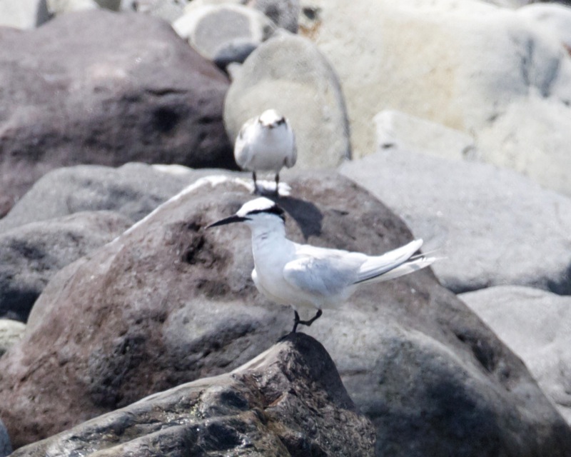 Black-naped Tern — Borneo wildlife, book, free download, jungle tour, bird, bird tour