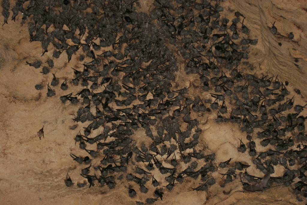 Black-nest Swiftlet — Borneo wildlife, book, free download, jungle tour, bird, bird tour
