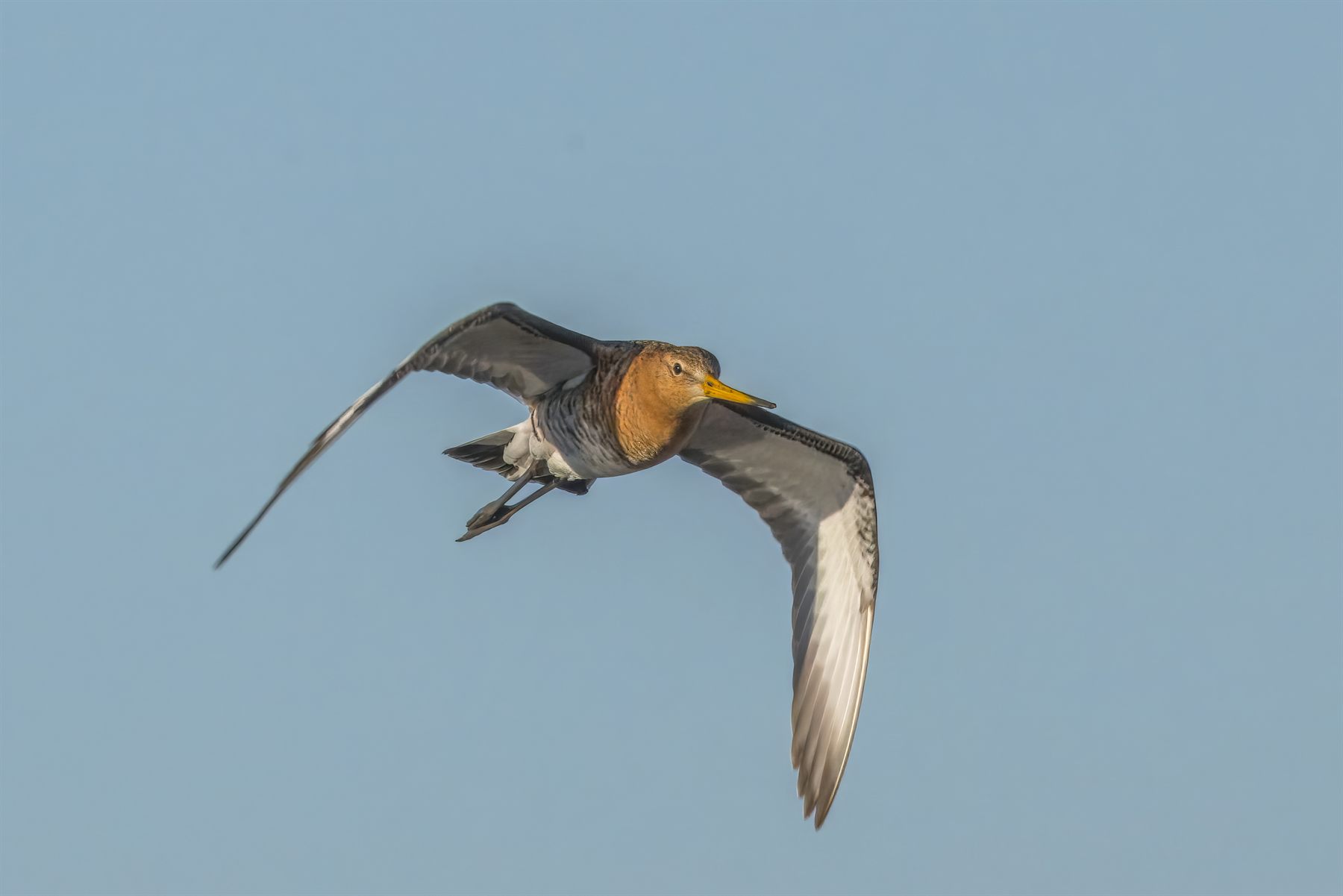 Black-tailed Godwit — Borneo wildlife, book, free download, jungle tour, bird, bird tour