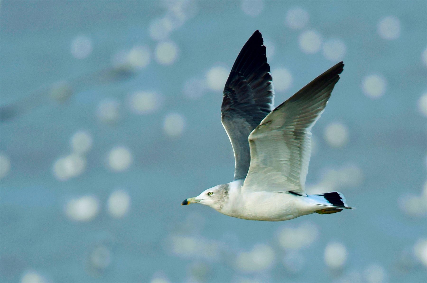 Black-tailed Gull — Borneo wildlife, book, free download, jungle tour, bird, bird tour