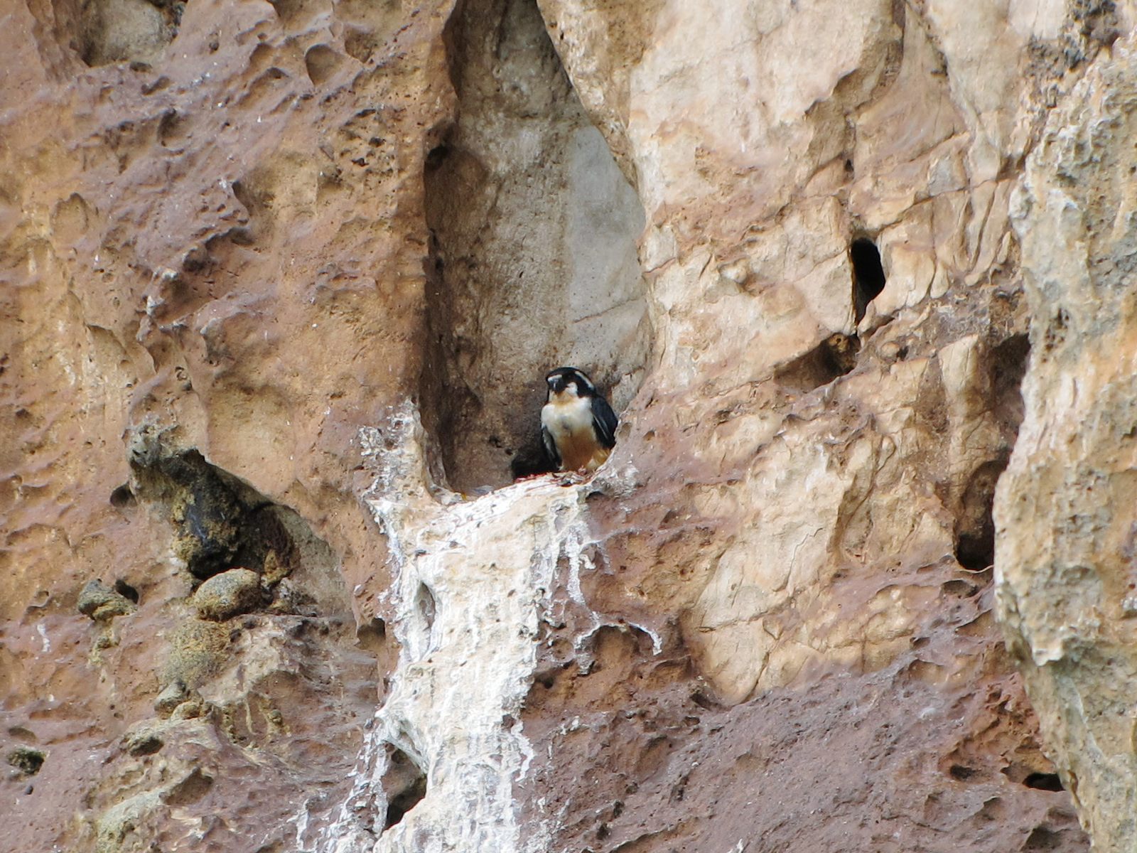 Black-thighed Falconet — Borneo wildlife, book, free download, jungle tour, bird, bird tour
