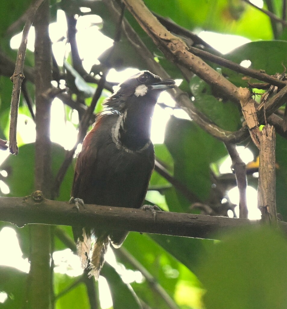 Black-throated Babbler — Borneo wildlife, book, free download, jungle tour, bird, bird tour