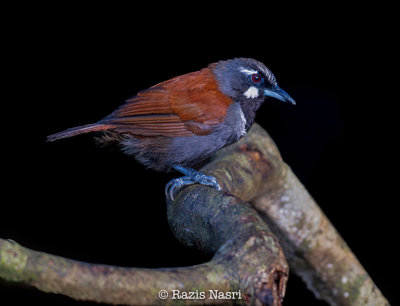Black-throated Babbler — Borneo wildlife, book, free download, jungle tour, bird, bird tour