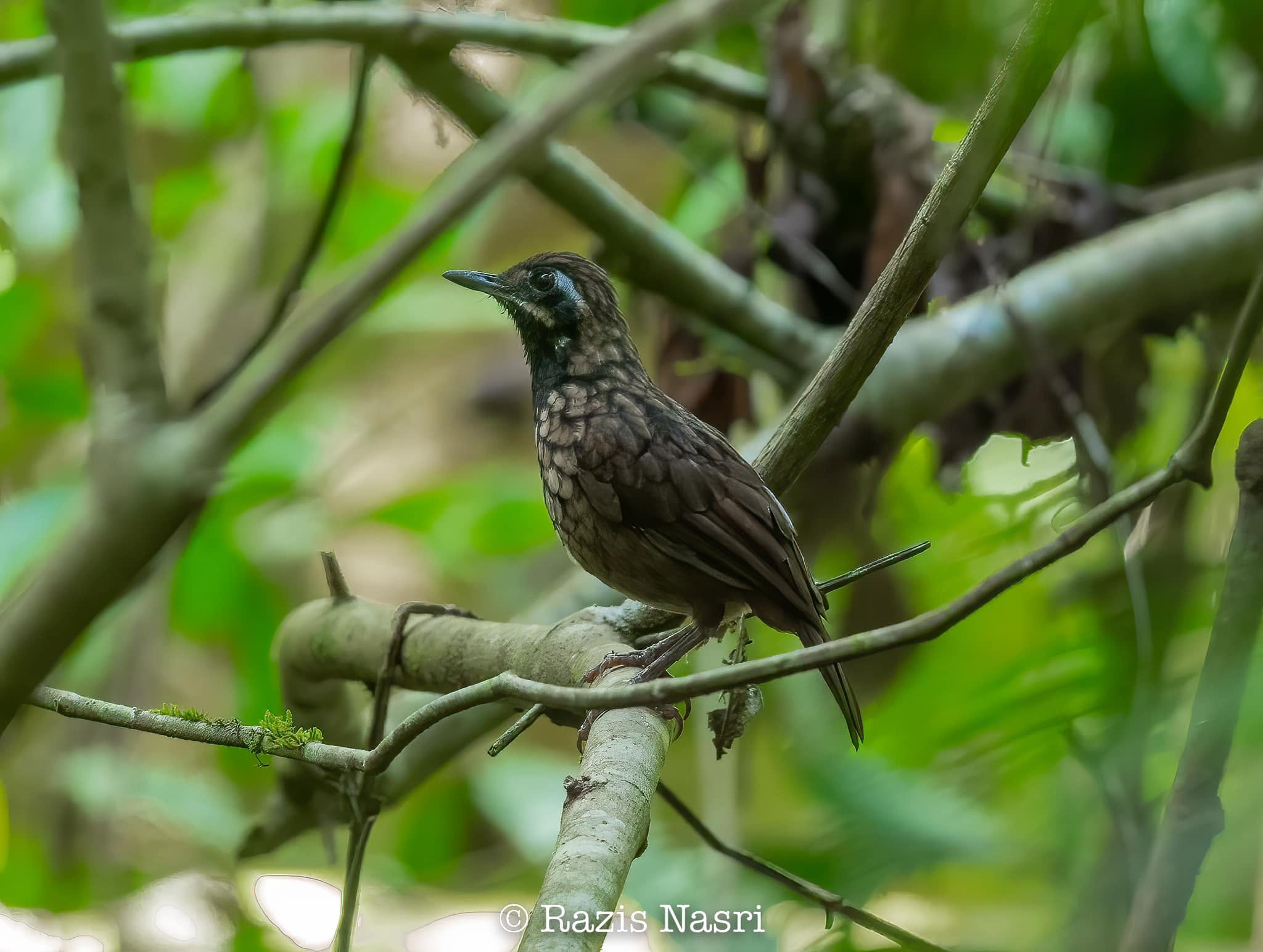 Black-throated Wren-Babbler — Borneo wildlife, book, free download, jungle tour, bird, bird tour