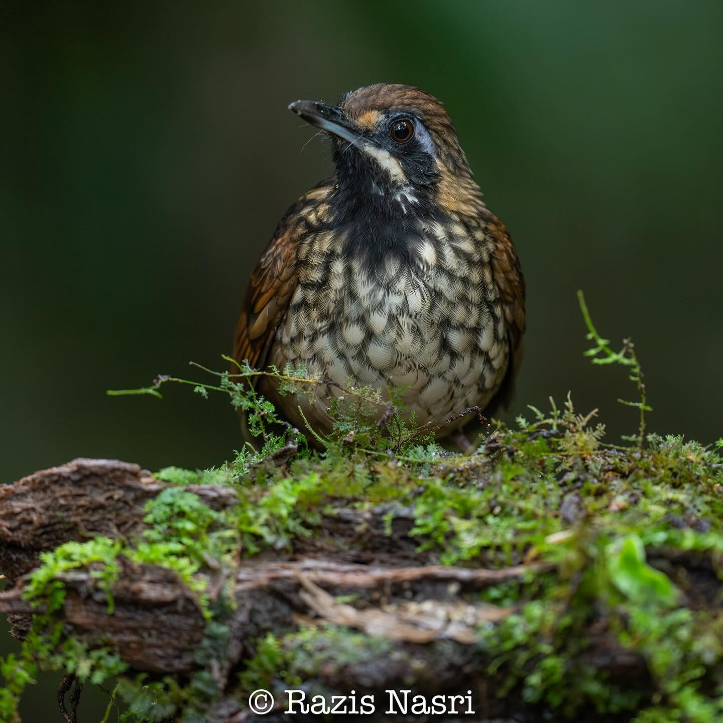 Black-throated Wren-Babbler — Borneo wildlife, book, free download, jungle tour, bird, bird tour