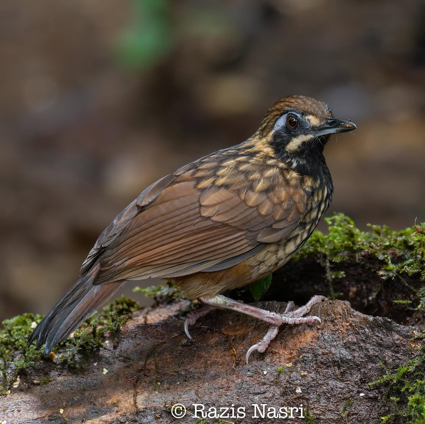 Black-throated Wren-Babbler — Borneo wildlife, book, free download, jungle tour, bird, bird tour