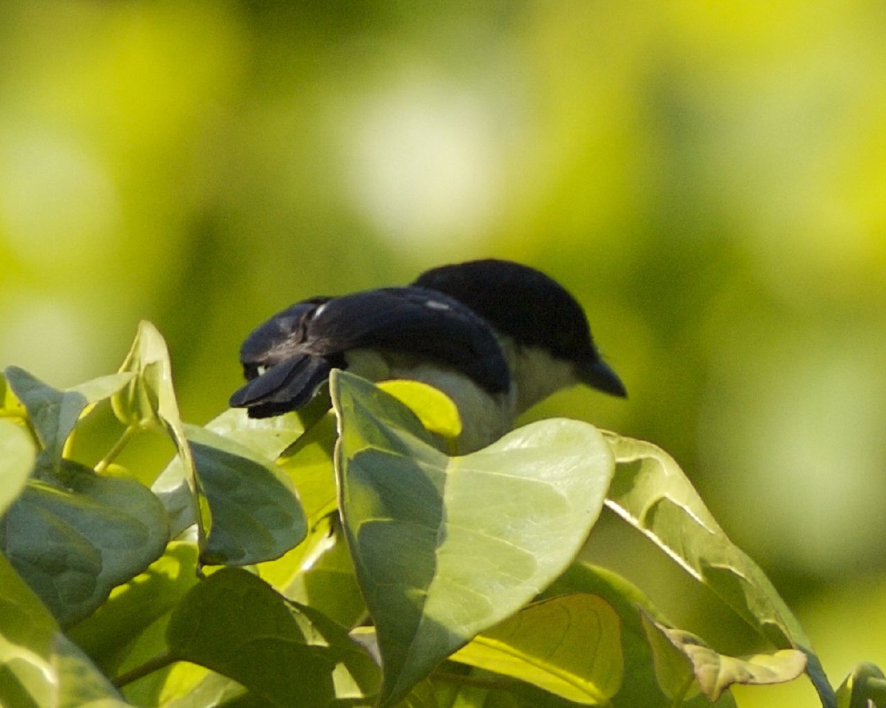 Black-winged Flycatcher-shrike — Borneo wildlife, book, free download, jungle tour, bird, bird tour