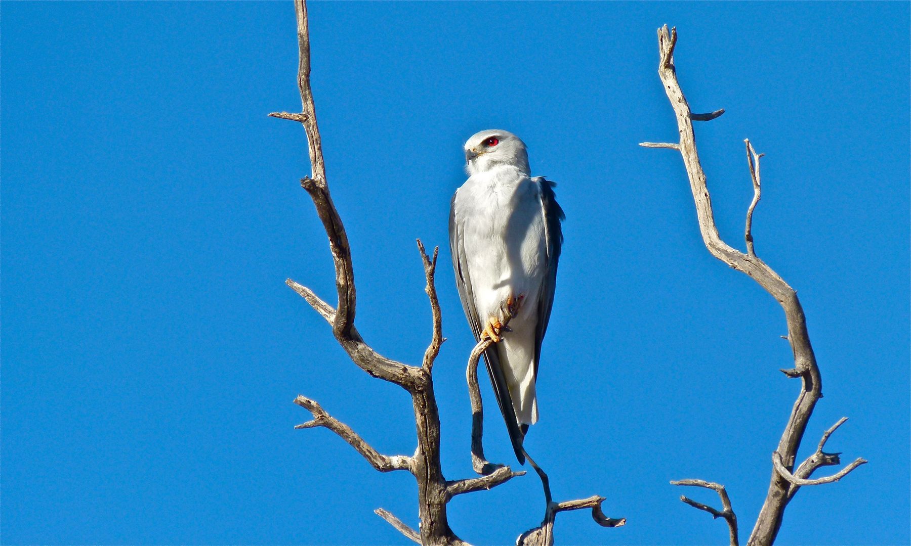 Black-winged Kite — Borneo wildlife, book, free download, jungle tour, bird, bird tour