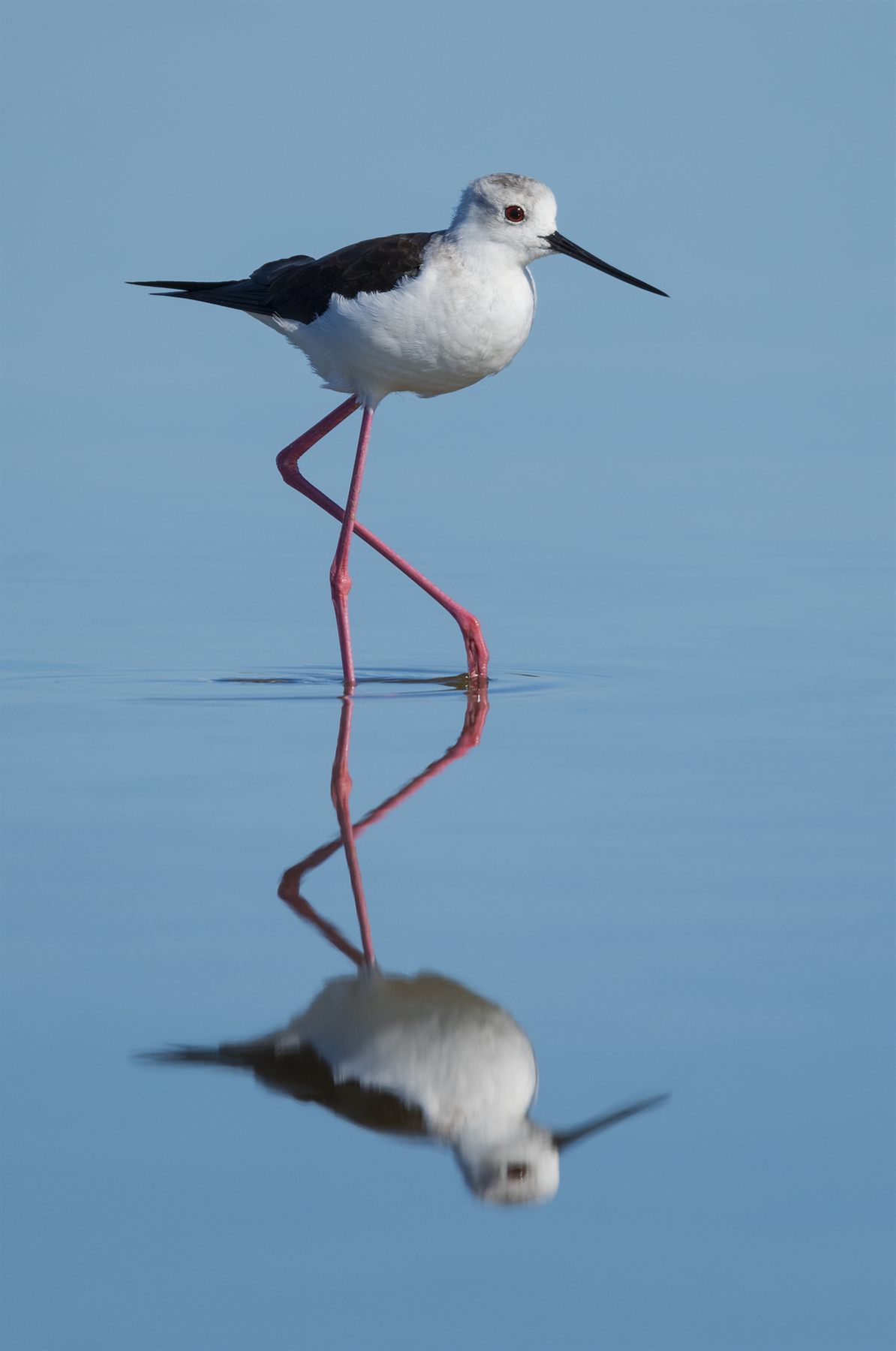 Black-winged Stilt — Borneo wildlife, book, free download, jungle tour, bird, bird tour