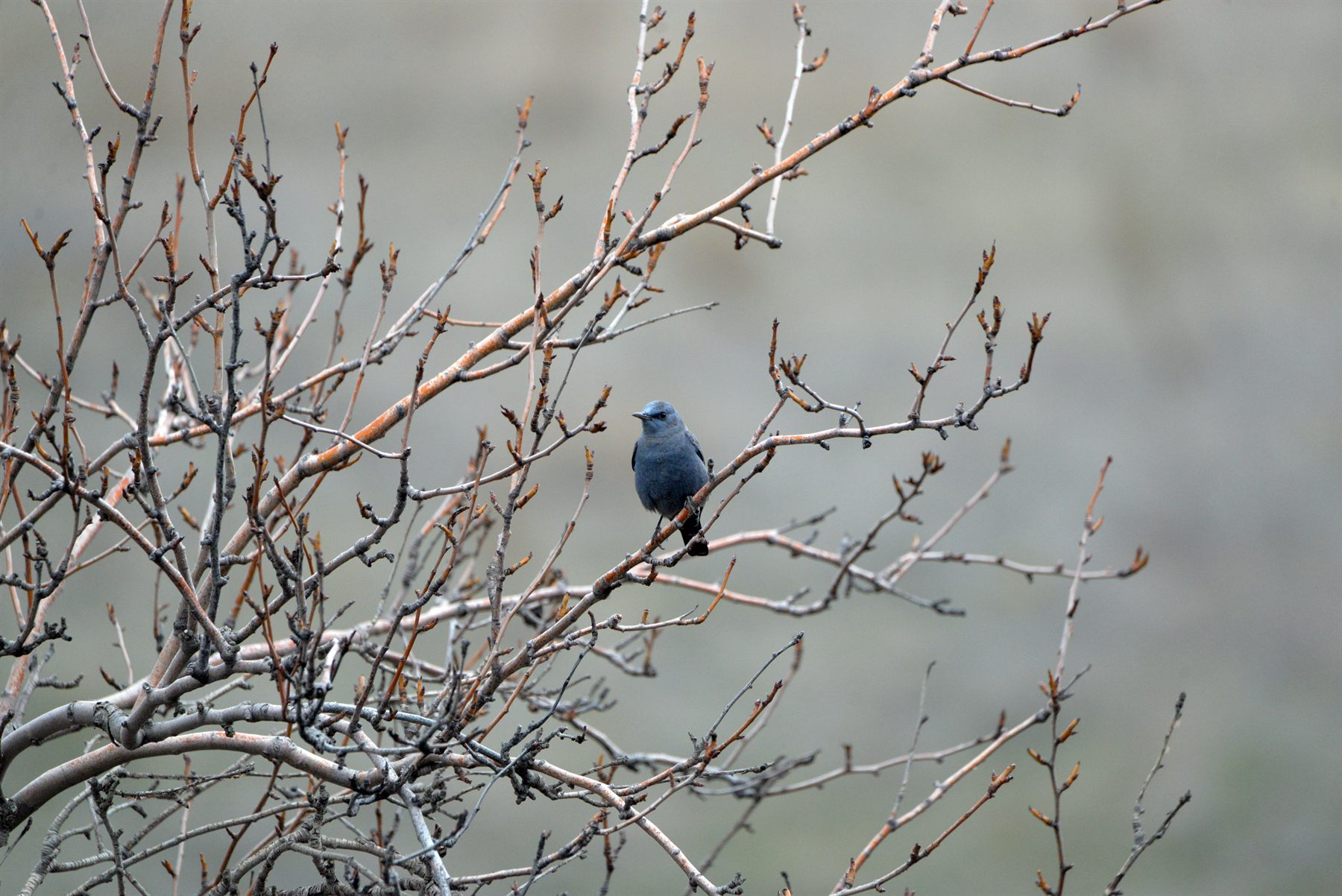Blue Rock-Thrush — Borneo wildlife, book, free download, jungle tour, bird, bird tour