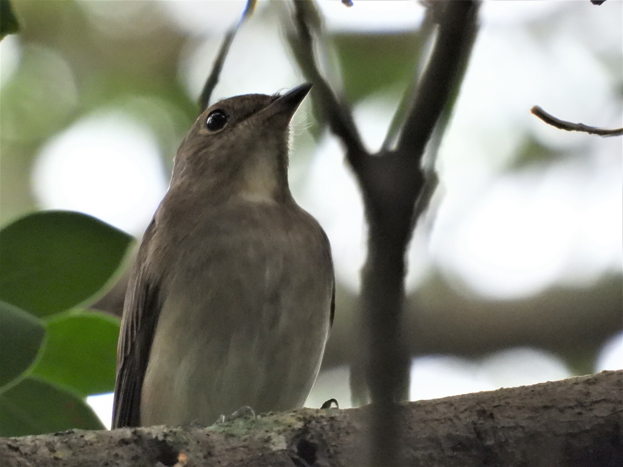 Blue-and-white Flycatcher — Borneo wildlife, book, free download, jungle tour, bird, bird tour