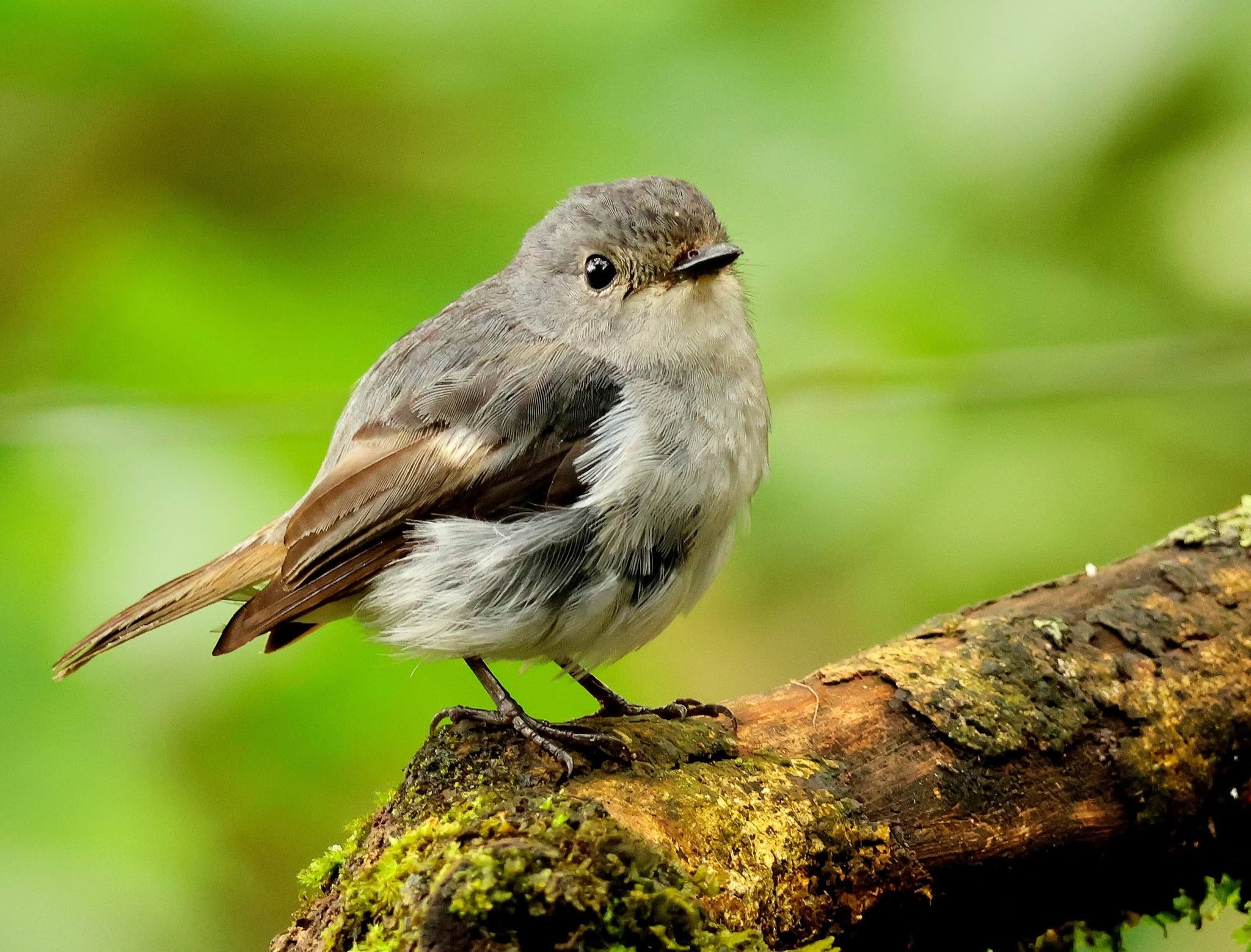 Blue-and-white Flycatcher — Borneo wildlife, book, free download, jungle tour, bird, bird tour
