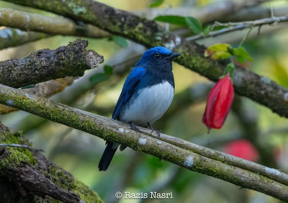 Blue-and-white Flycatcher — Borneo wildlife, book, free download, jungle tour, bird, bird tour