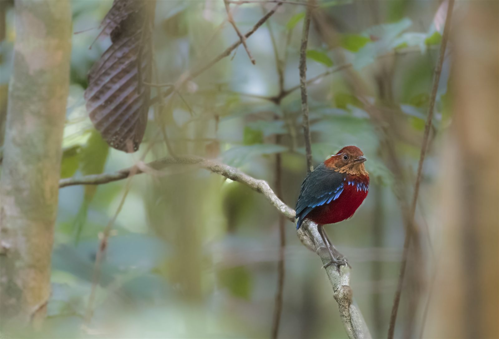 Blue-banded Pitta — Borneo wildlife, book, free download, jungle tour, bird, bird tour