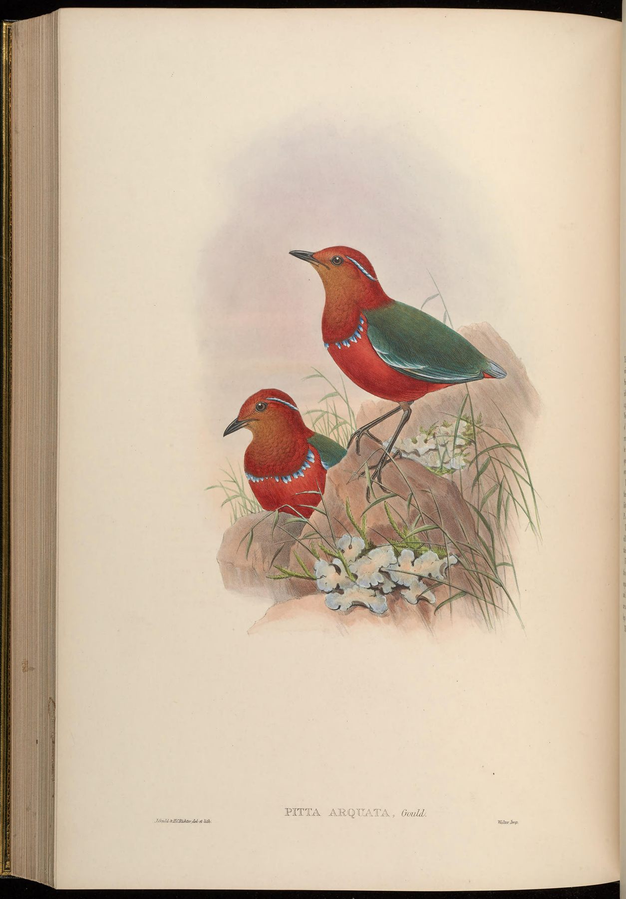 Blue-banded Pitta — Borneo wildlife, book, free download, jungle tour, bird, bird tour