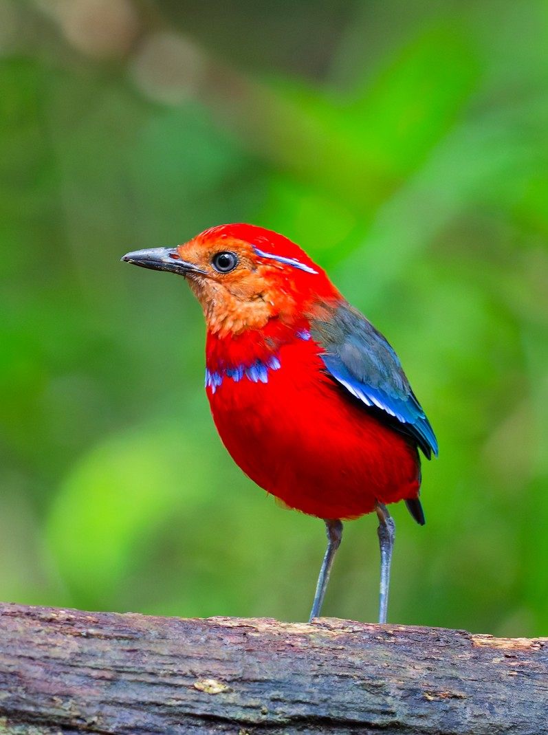 Blue-banded Pitta — Borneo wildlife, book, free download, jungle tour, bird, bird tour