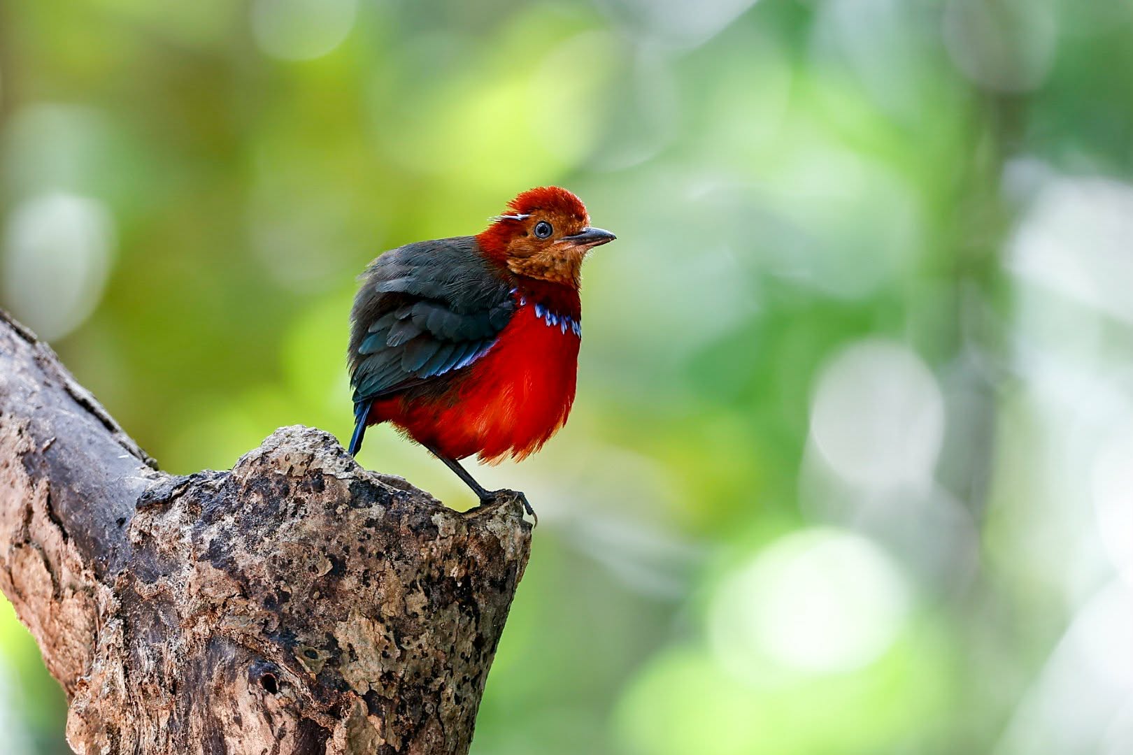 Blue-banded Pitta perched low in dark forest understorey, showing its crimson head and electric blue breast band