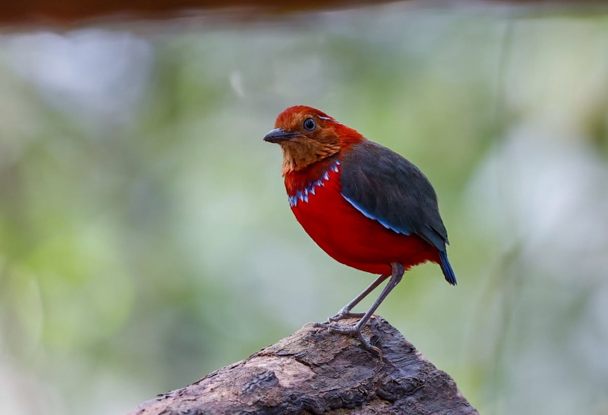 Blue-banded Pitta — Borneo wildlife, book, free download, jungle tour, bird, bird tour