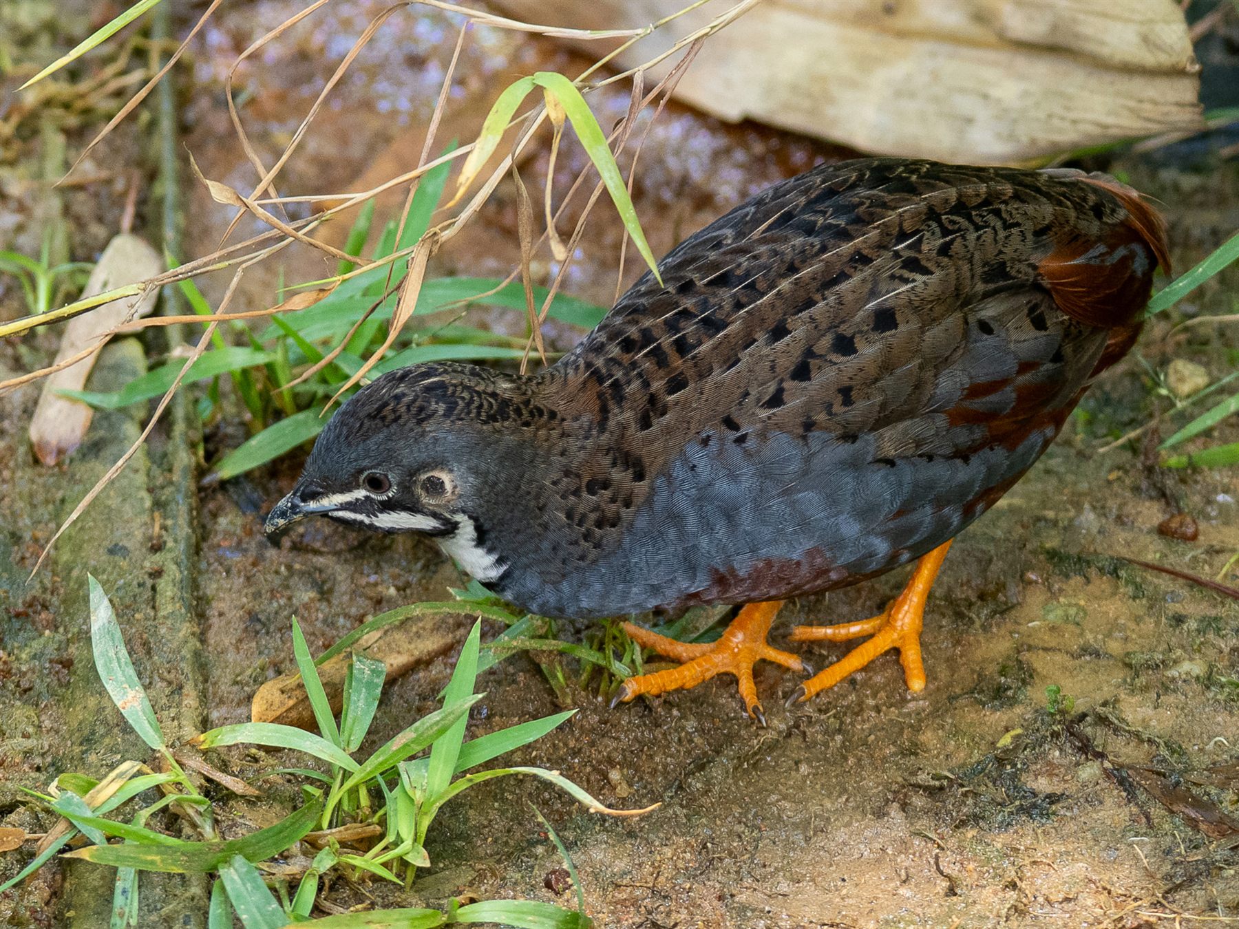 Blue-breasted Quail — Borneo wildlife, book, free download, jungle tour, bird, bird tour