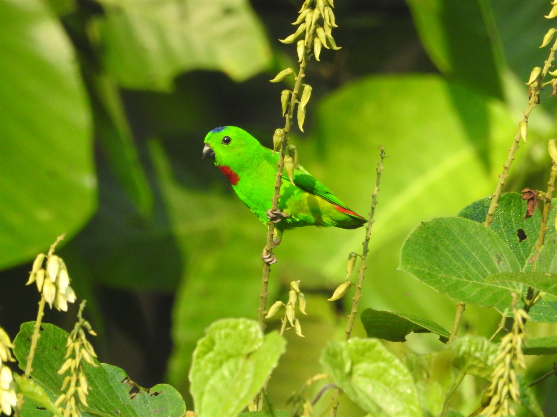 Blue-crowned Hanging-Parrot — Borneo wildlife, book, free download, jungle tour, bird, bird tour