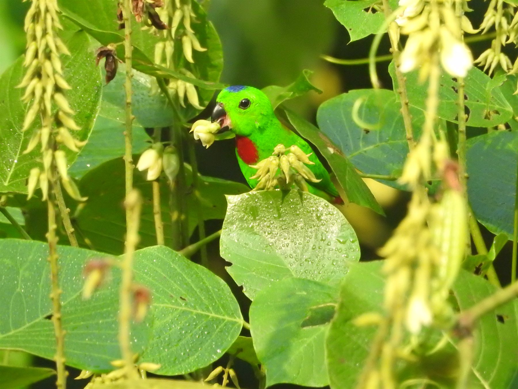 Blue-crowned Hanging-Parrot — Borneo wildlife, book, free download, jungle tour, bird, bird tour