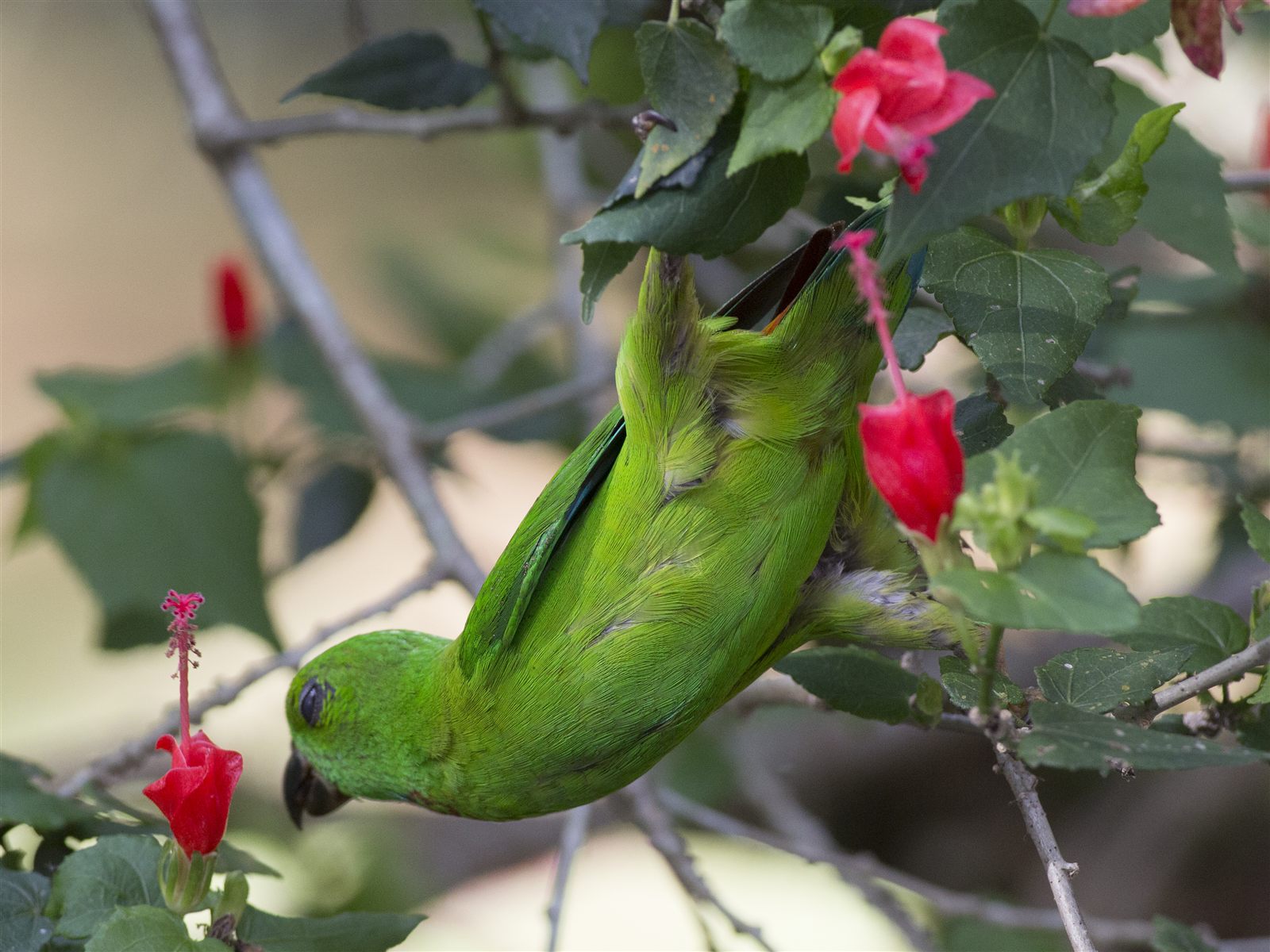 Blue-crowned Hanging-Parrot — Borneo wildlife, book, free download, jungle tour, bird, bird tour