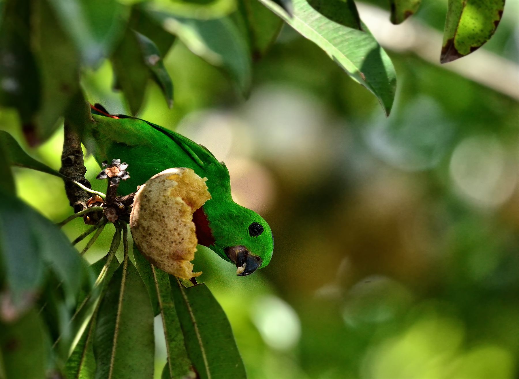Blue-crowned Hanging-Parrot — Borneo wildlife, book, free download, jungle tour, bird, bird tour