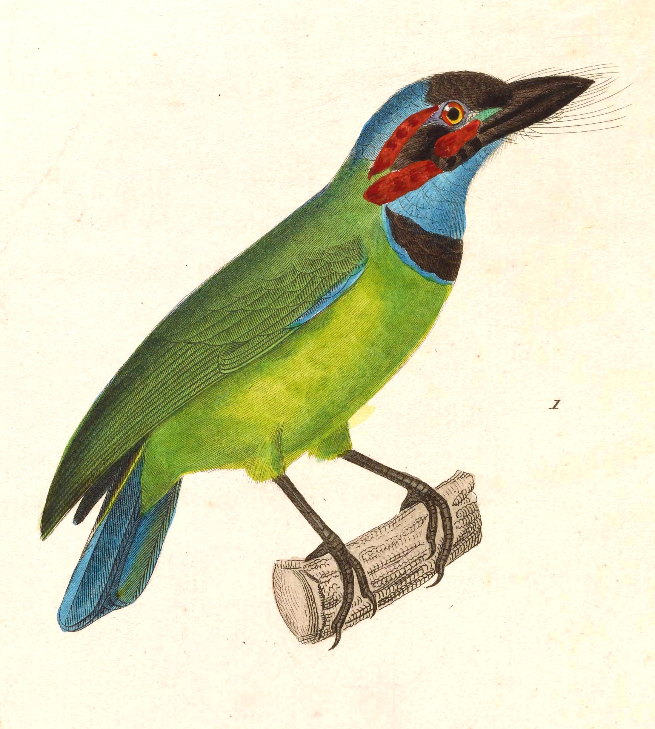 Black-eared Barbet — Borneo wildlife, book, free download, jungle tour, bird, bird tour