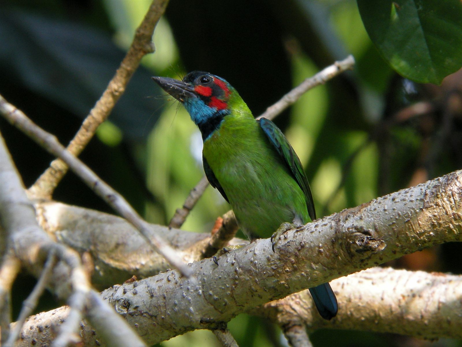 Black-eared Barbet — Borneo wildlife, book, free download, jungle tour, bird, bird tour