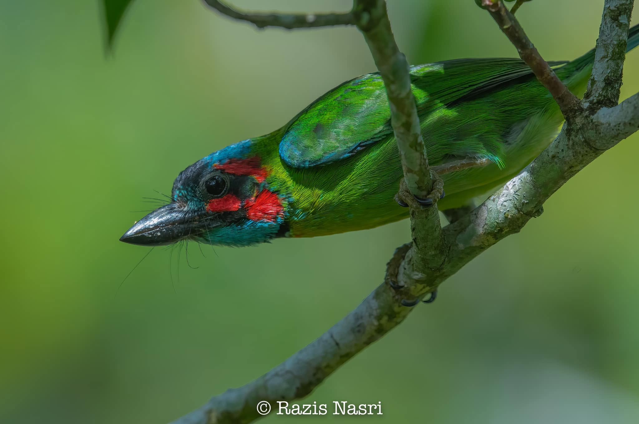 Black-eared Barbet — Borneo wildlife, book, free download, jungle tour, bird, bird tour