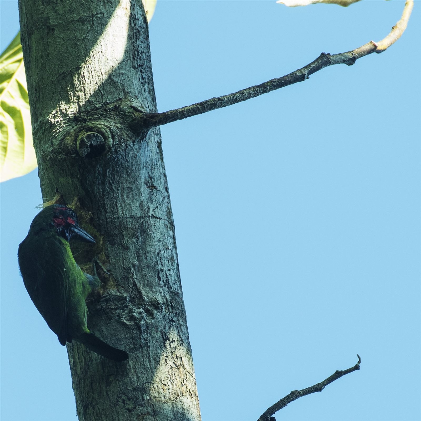 Black-eared Barbet — Borneo wildlife, book, free download, jungle tour, bird, bird tour