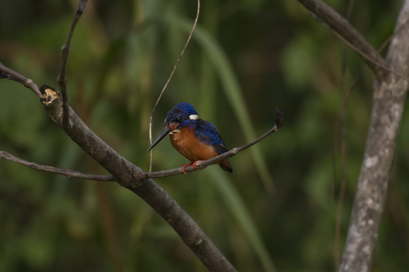 Blue-eared Kingfisher — Borneo wildlife, book, free download, jungle tour, bird, bird tour