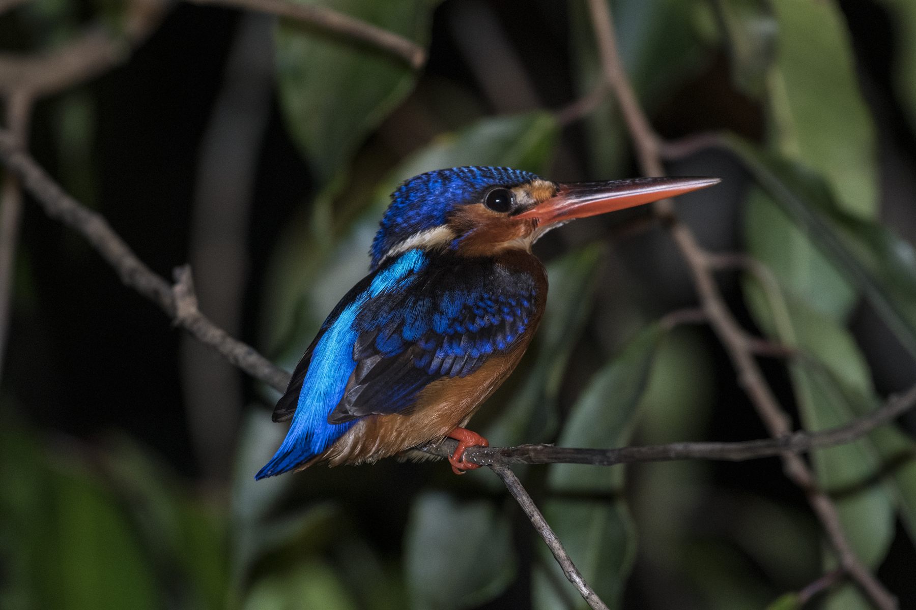 Blue-eared Kingfisher — Borneo wildlife, book, free download, jungle tour, bird, bird tour