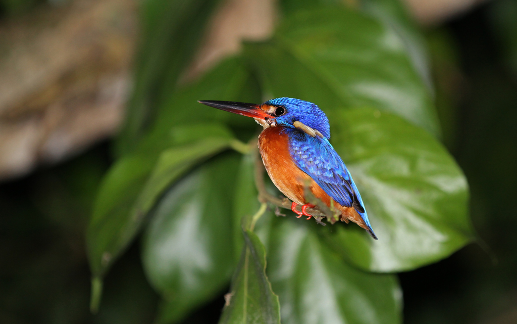 Blue-eared Kingfisher — Borneo wildlife, book, free download, jungle tour, bird, bird tour