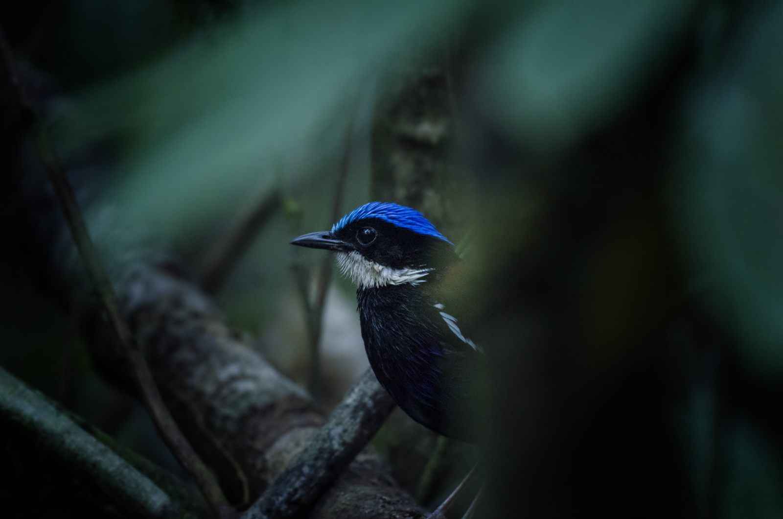 Blue-headed Pitta — Borneo wildlife, book, free download, jungle tour, bird, bird tour
