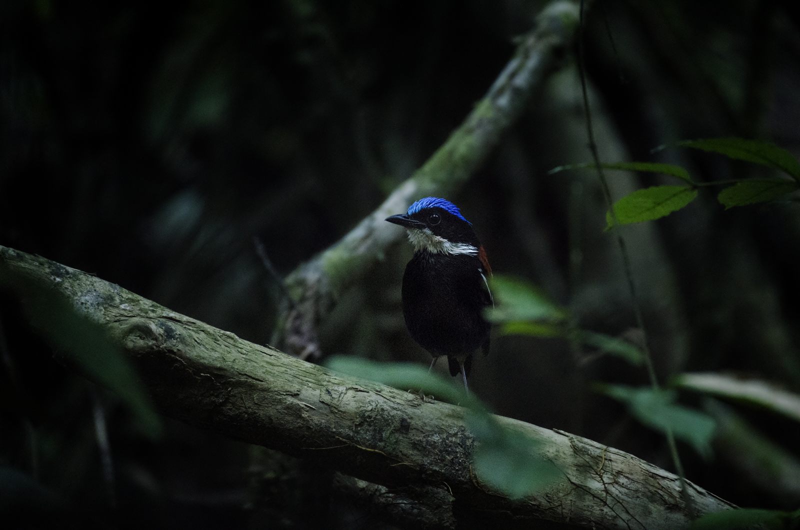Blue-headed Pitta — Borneo wildlife, book, free download, jungle tour, bird, bird tour