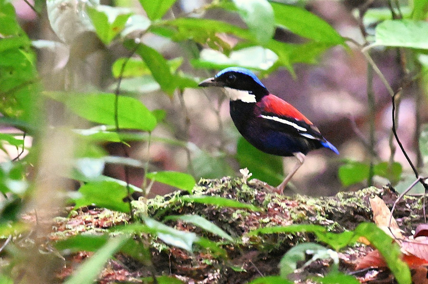 Blue-headed Pitta — Borneo wildlife, book, free download, jungle tour, bird, bird tour